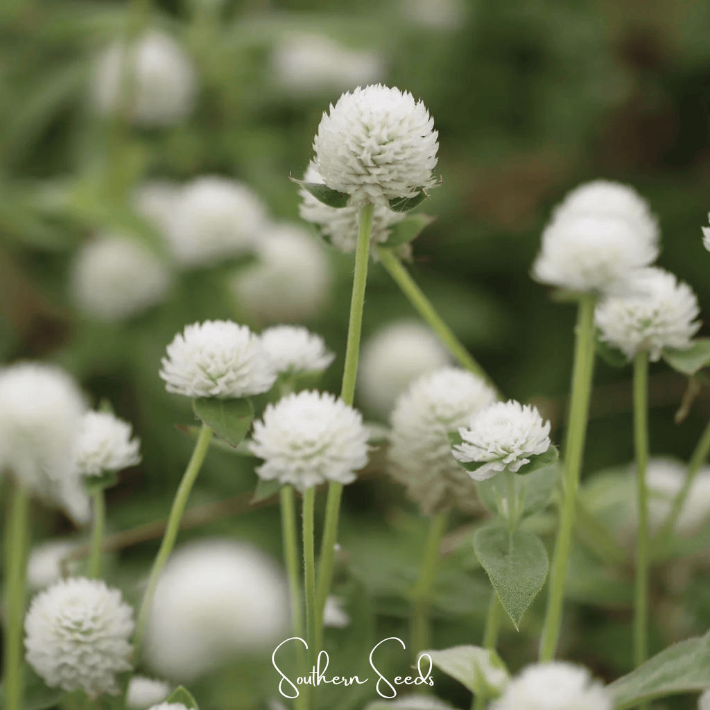 White Globosa Gomphrena – 50 Seeds - Garden Gets