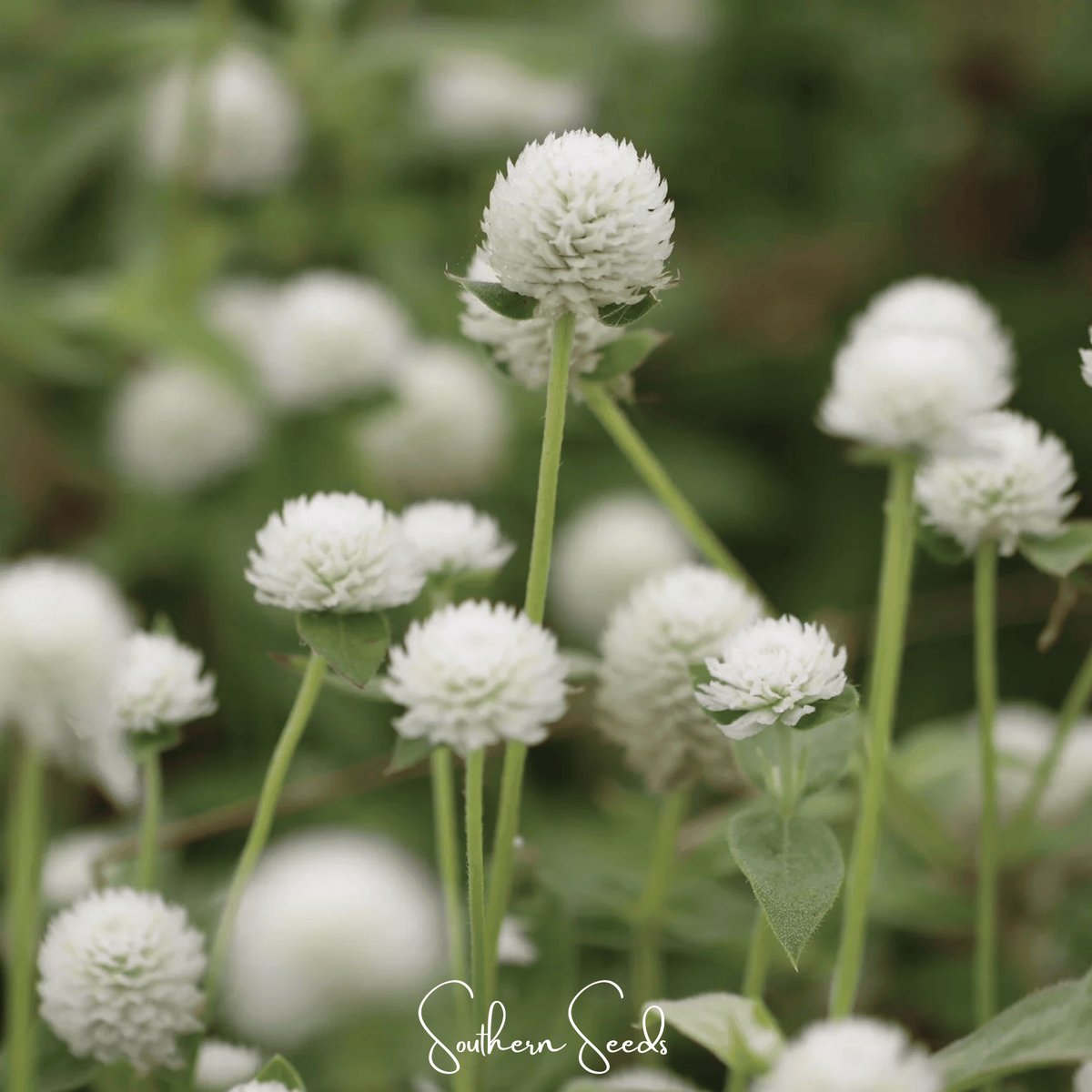 White Globosa Gomphrena – 50 Seeds - Garden Gets