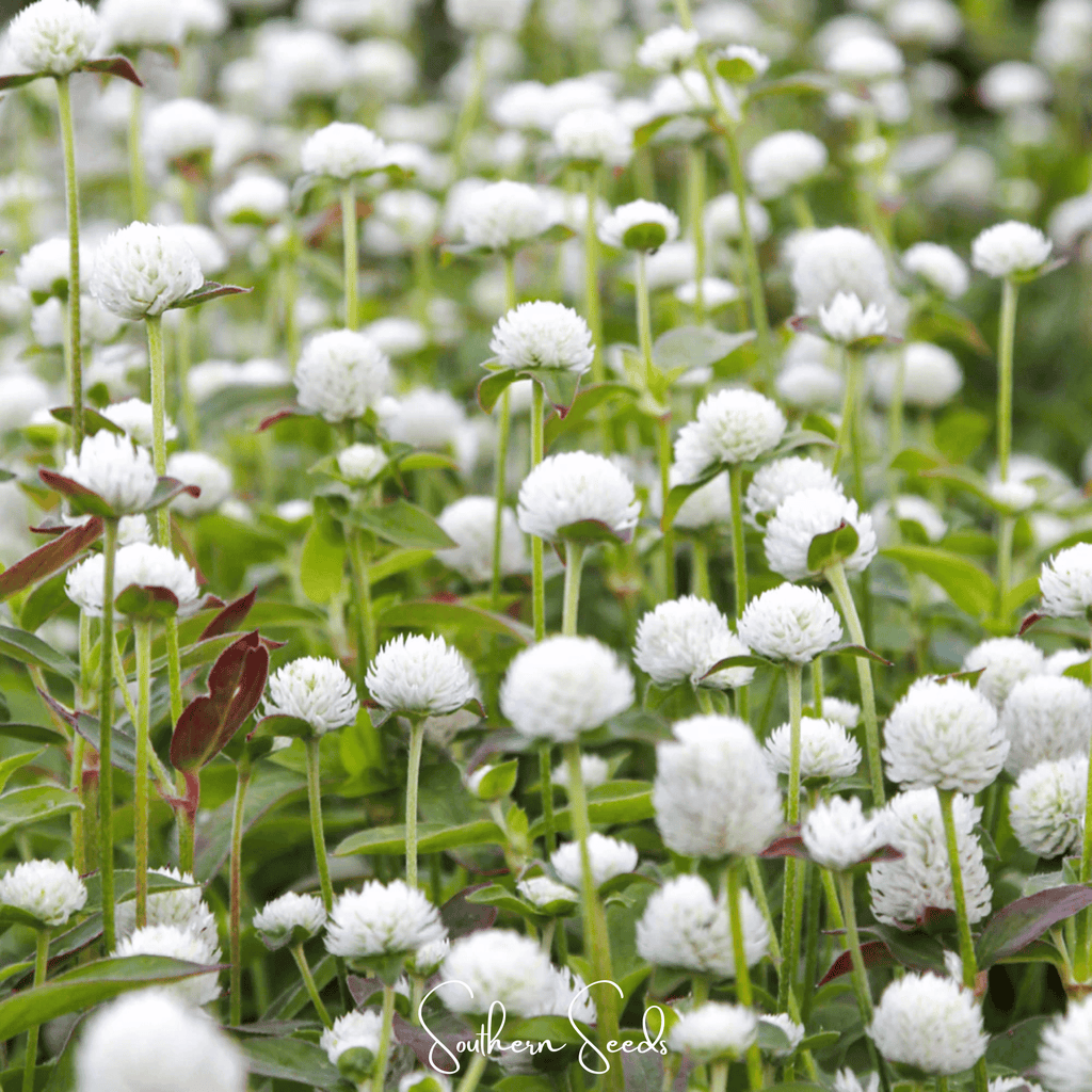 White Globosa Gomphrena – 50 Seeds - Garden Gets