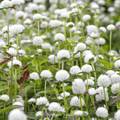 White Globosa Gomphrena – 50 Seeds - Garden Gets