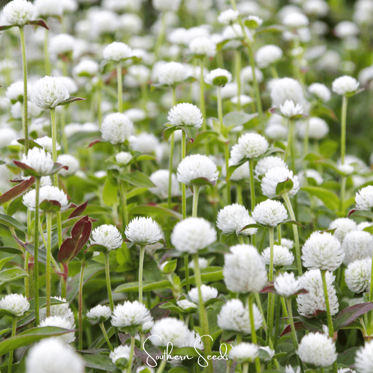 White Globosa Gomphrena – 50 Seeds - Garden Gets
