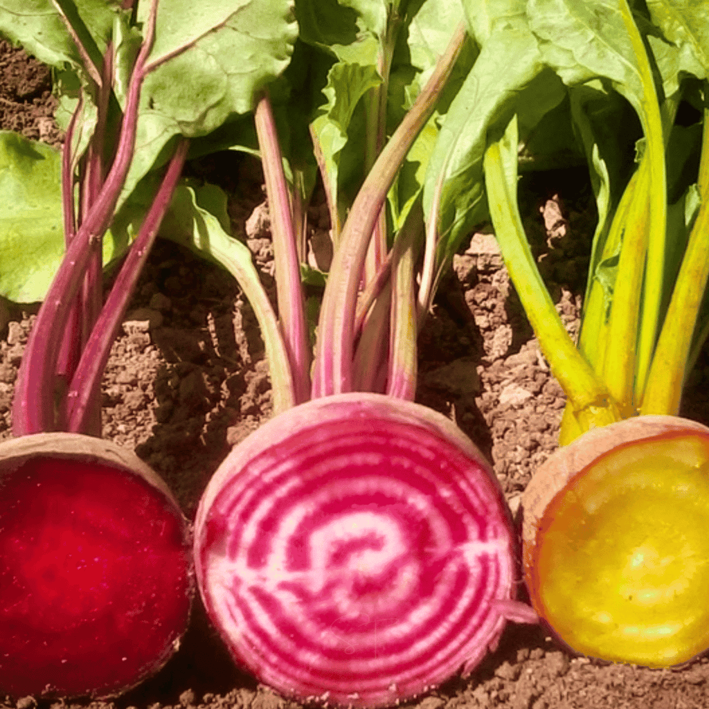 Gourmet Blend Beet – 50 Seeds - Garden Gets