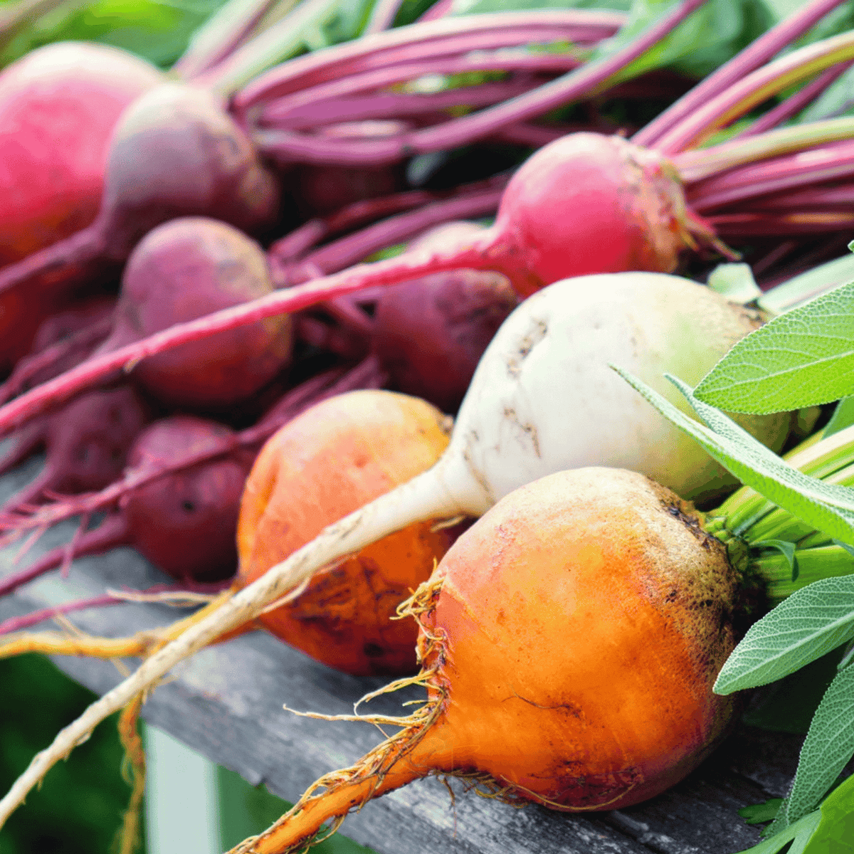 Gourmet Blend Beet – 50 Seeds - Garden Gets