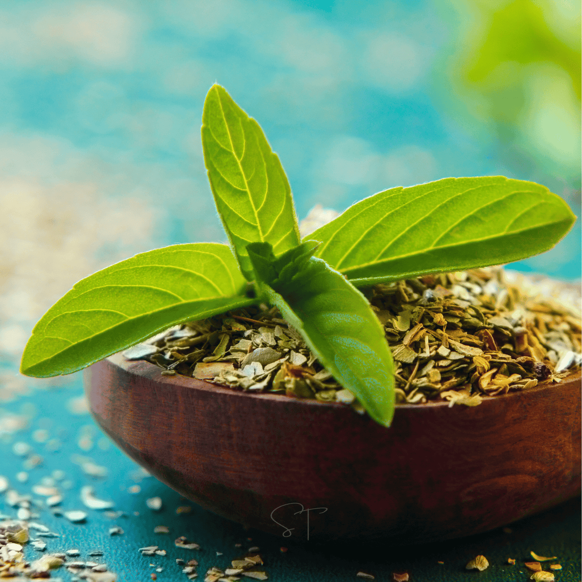 Holy Tulsi Basil – 250 Seeds - Garden Gets