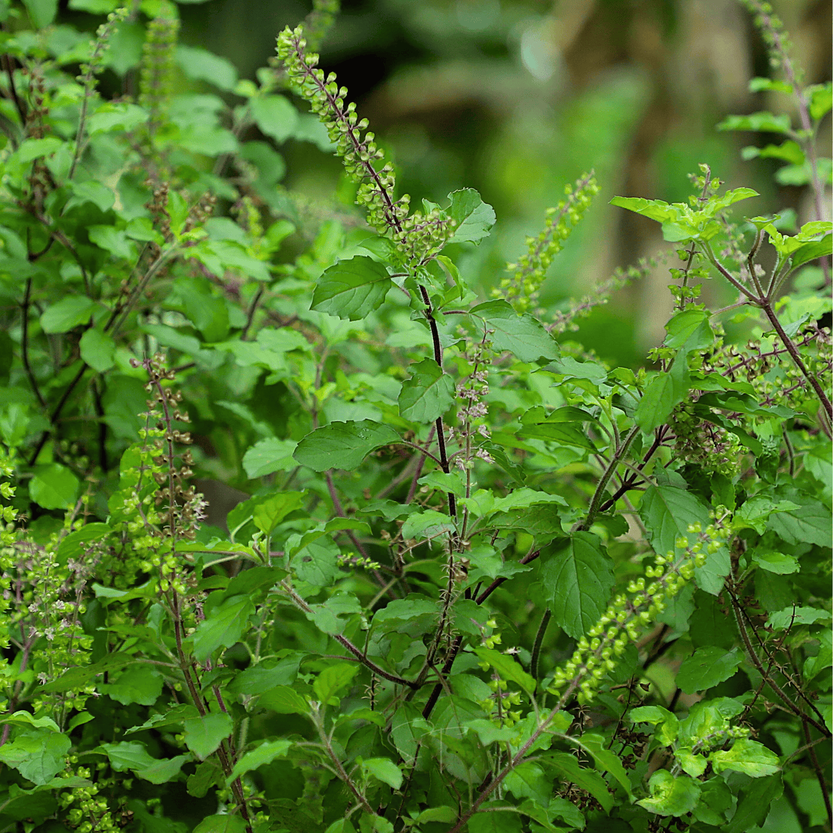 Holy Tulsi Basil – 250 Seeds - Garden Gets