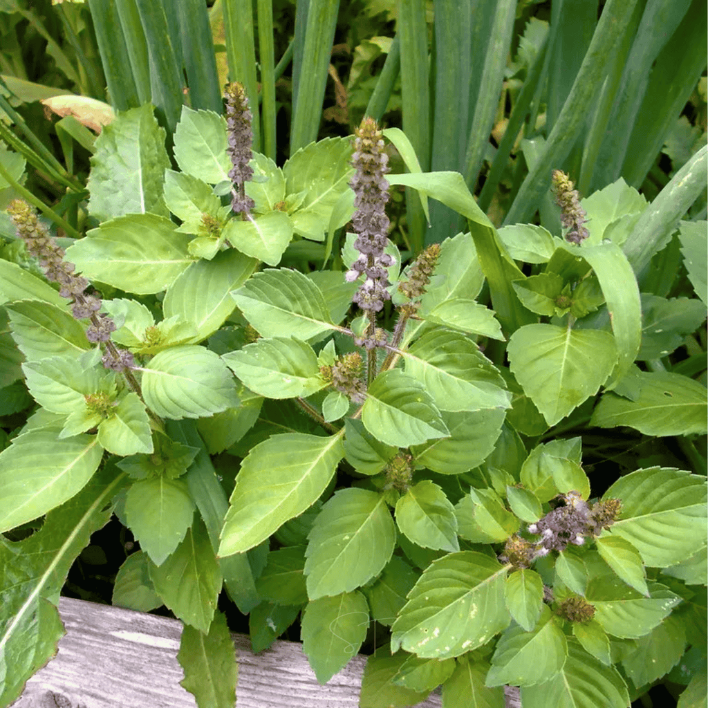 Holy Tulsi Basil – 250 Seeds - Garden Gets