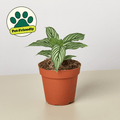 Calathea 'Vittata' - Garden Gets