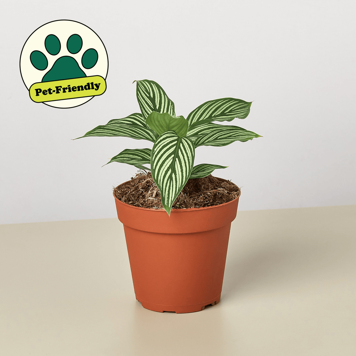 Calathea 'Vittata' - Garden Gets