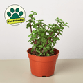 Succulent 'Elephant Bush' - Garden Gets