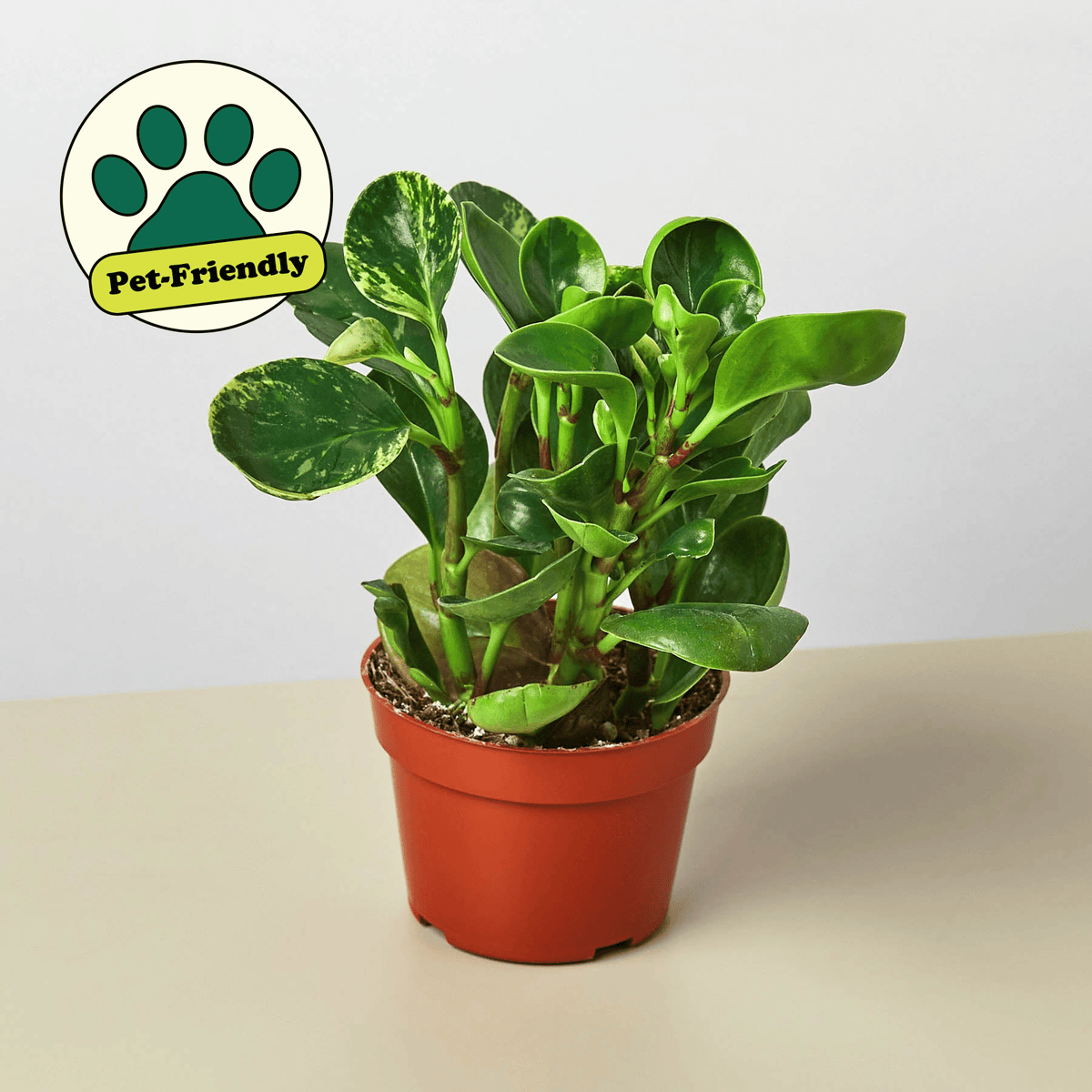 Peperomia 'Marble' - Garden Gets