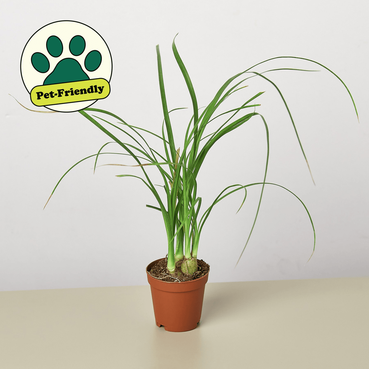 Palm Ponytail - Garden Gets