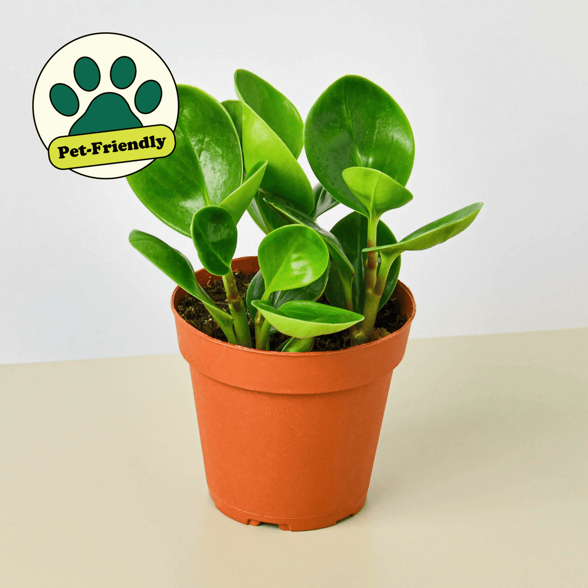 Peperomia Thailand - Garden Gets