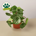 Peperomia 'Watermelon' - Garden Gets