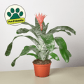 Bromeliad 'Silver Vase' - Garden Gets