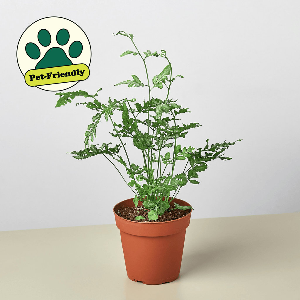 Fern 'Silver Lace' - Garden Gets