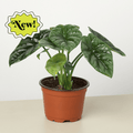 Alocasia 'Mirror Face' - 4" Pot - Garden Gets