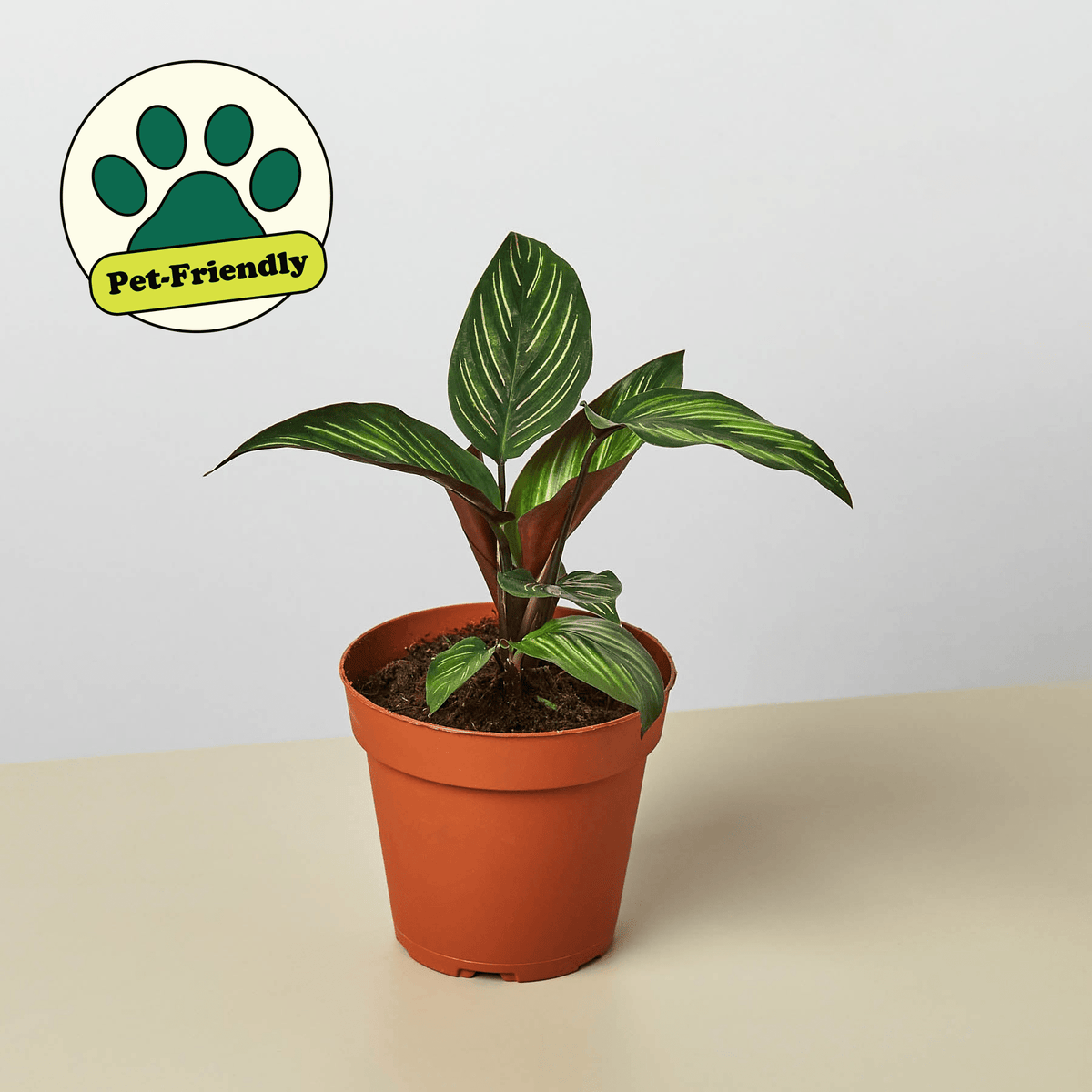 Calathea 'Beauty Star' - Garden Gets