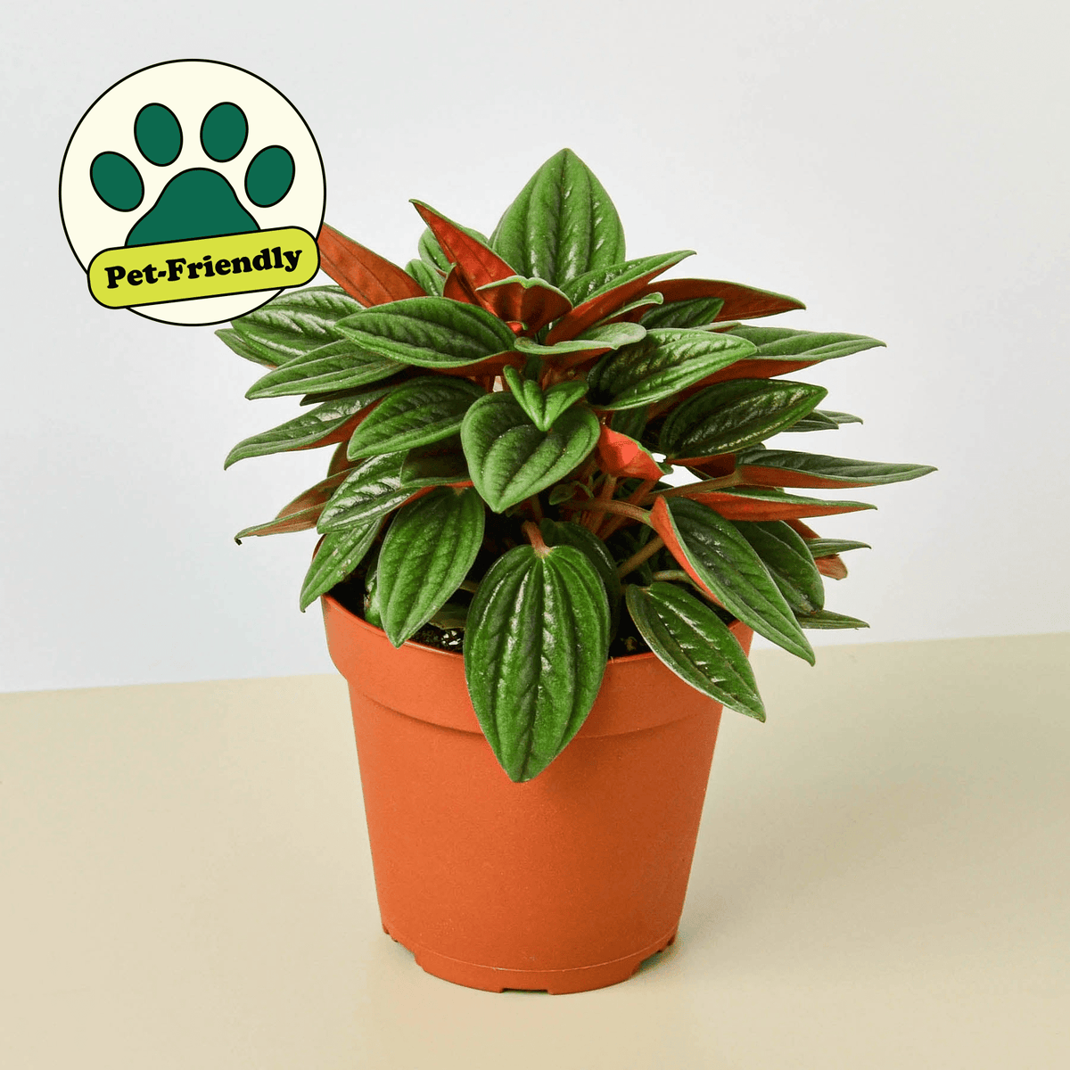 Peperomia 'Rosso' - Garden Gets