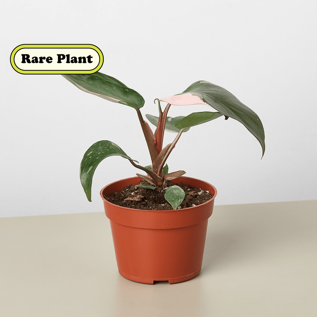 Philodendron 'Pink Princess' - Garden Gets