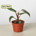 Philodendron 'Pink Princess' - Garden Gets