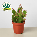 Zygocactus 'Christmas Cactus' - Garden Gets