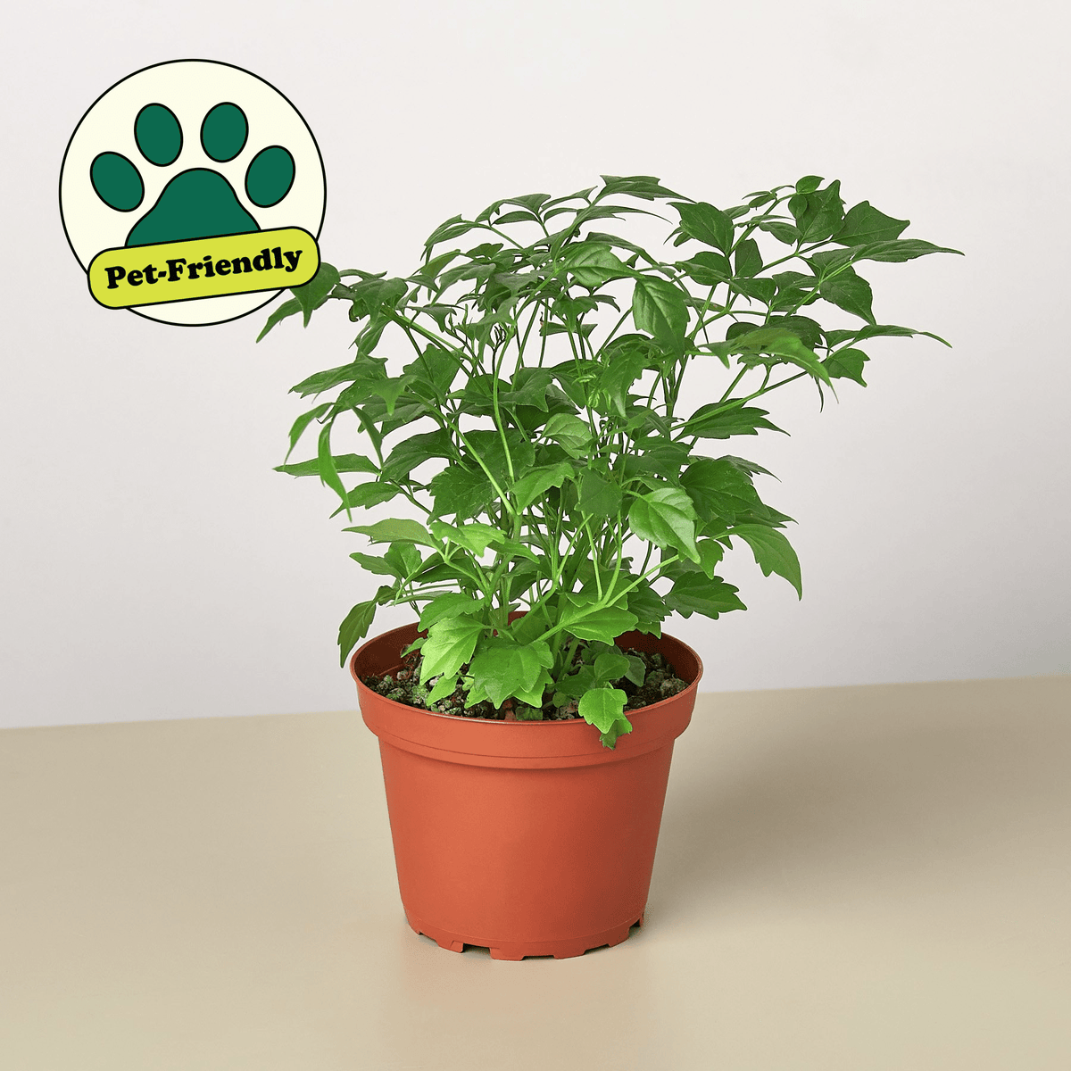 Radermachera 'China Doll' - Garden Gets