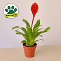 Bromeliad 'Christiane' - Garden Gets