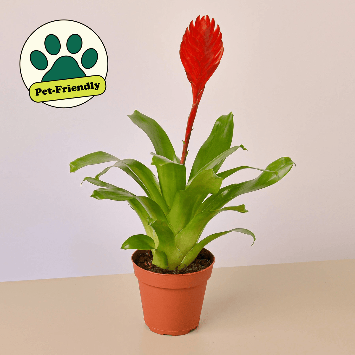 Bromeliad 'Christiane' - Garden Gets