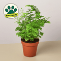 Maidenhair Fern - Garden Gets