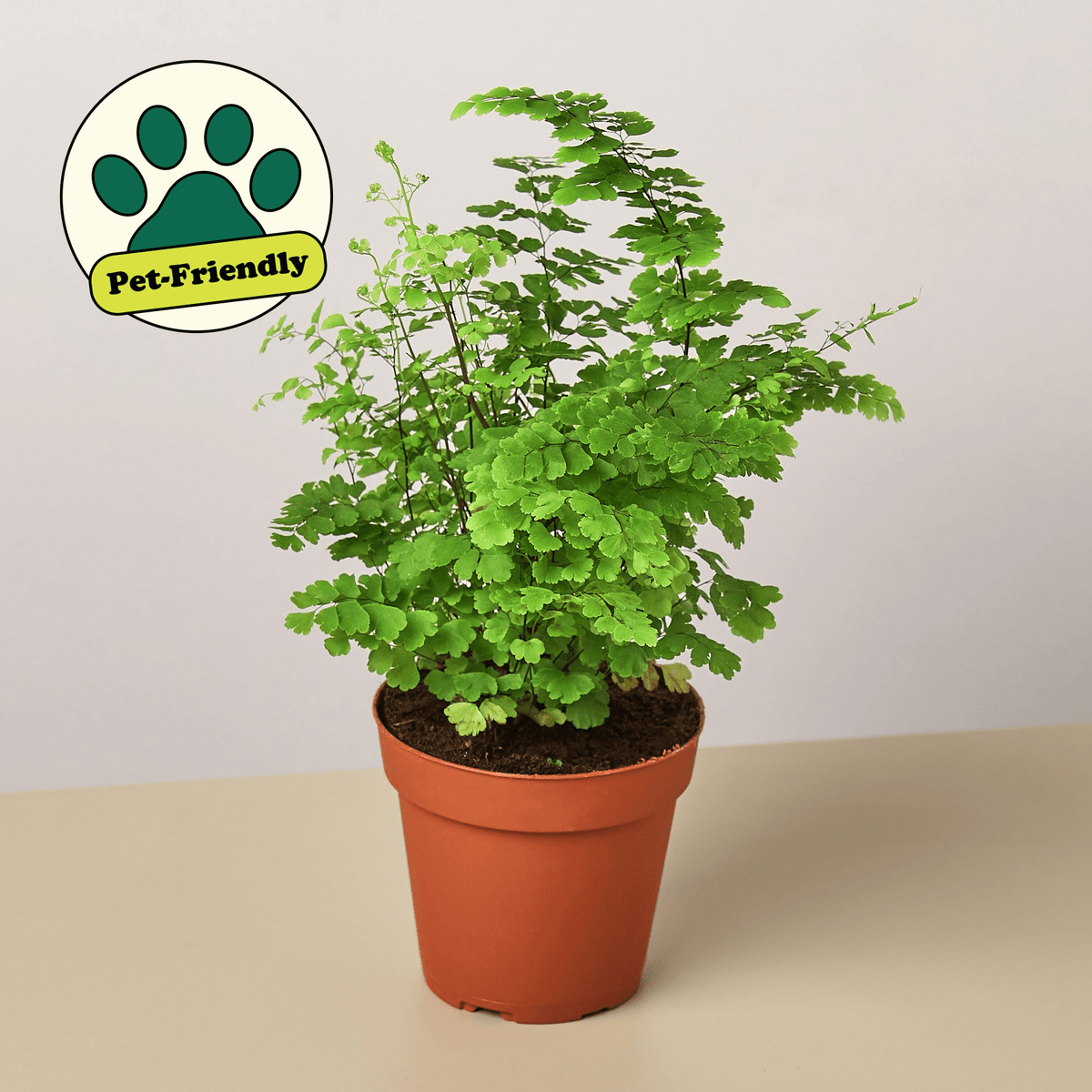 Maidenhair Fern - Garden Gets