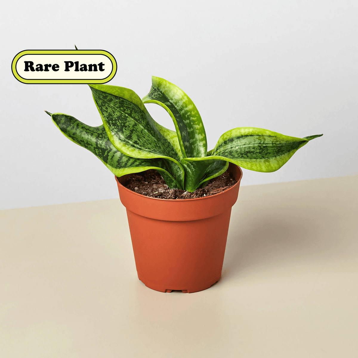 Snake Plant 'Twist' - Garden Gets