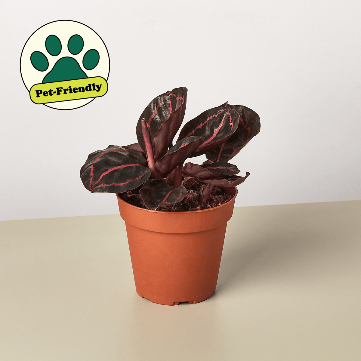 Calathea 'Dottie' - Garden Gets