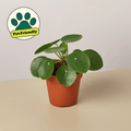 Pilea Peperomioides 'Chinese Money' - Garden Gets