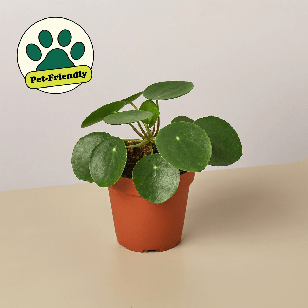 Pilea Peperomioides 'Chinese Money' - Garden Gets