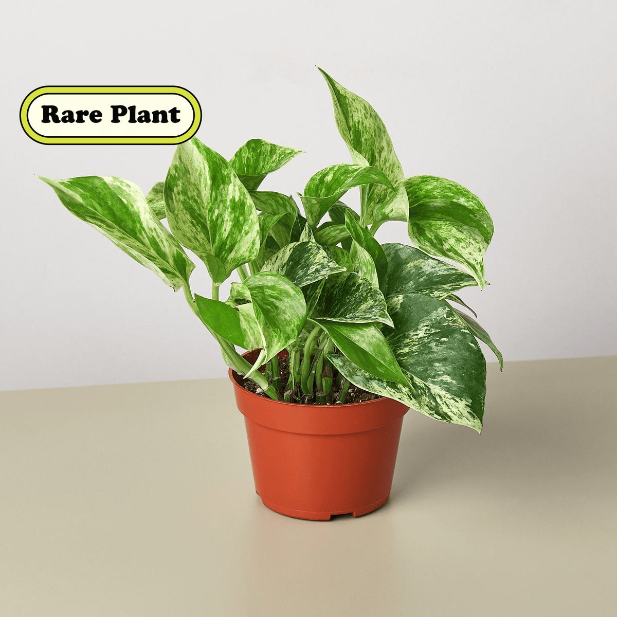 Pothos 'Marble Queen' - Garden Gets