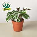 Calathea 'White Fusion' - Garden Gets