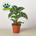 Zebra 'Aphelandra' - Garden Gets