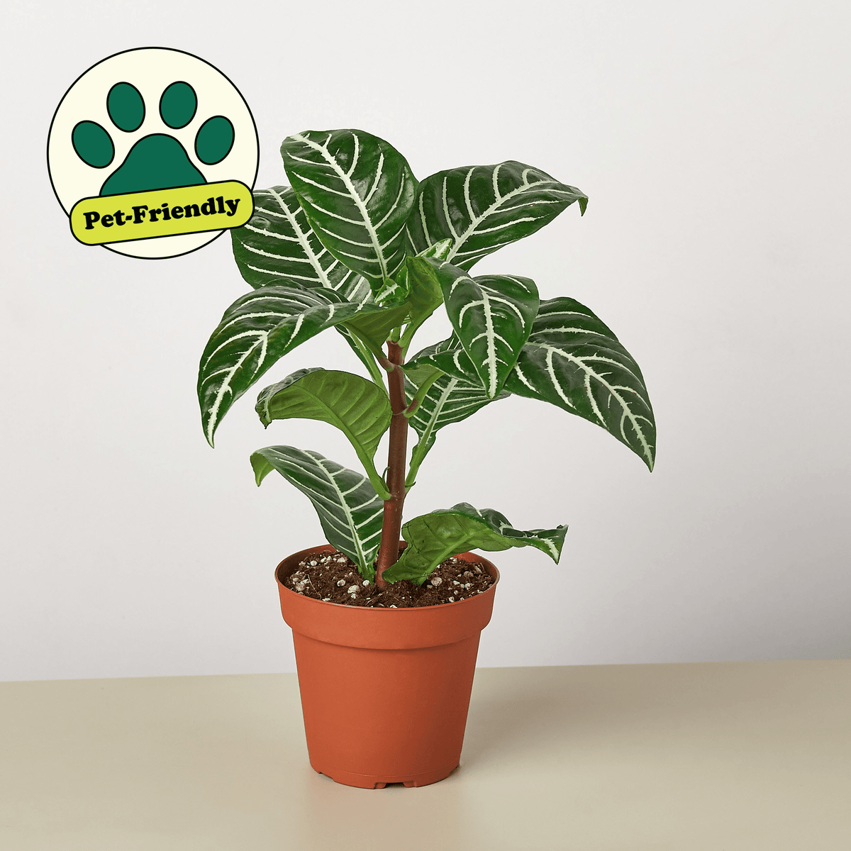 Zebra 'Aphelandra' - Garden Gets