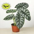 Alocasia 'Silver Dragon' - Garden Gets