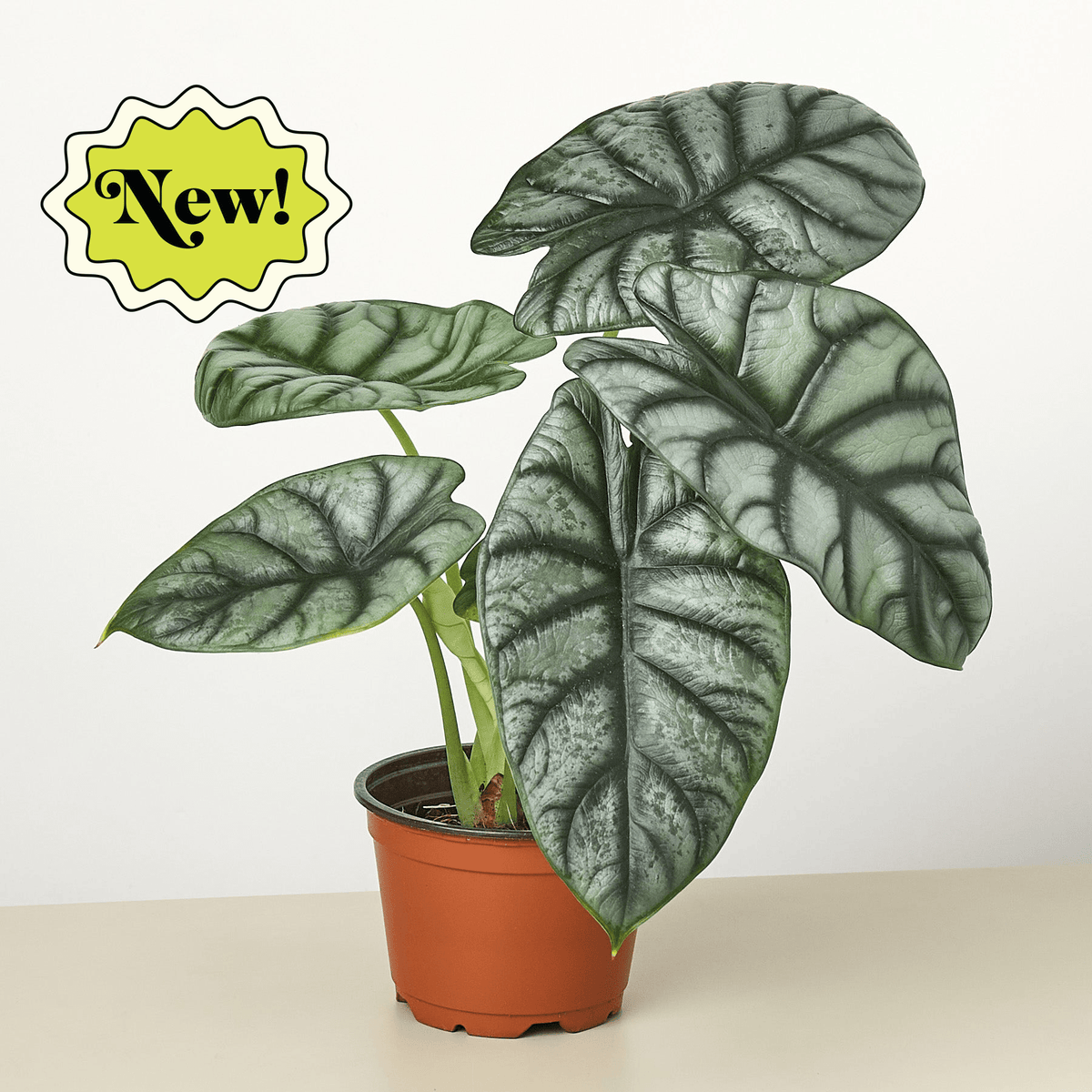Alocasia 'Silver Dragon' - Garden Gets