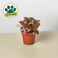 Hypoestes 'Polka Dot' - Garden Gets