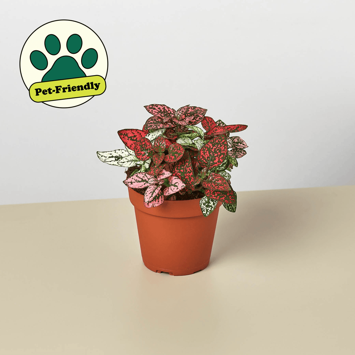 Hypoestes 'Polka Dot' - Garden Gets