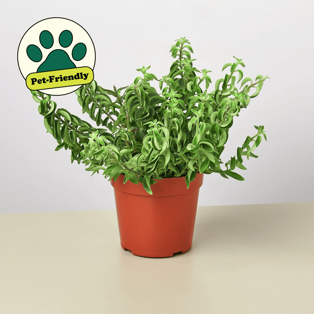 Curly Lipstick Plant - Garden Gets