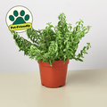 Curly Lipstick Plant - Garden Gets
