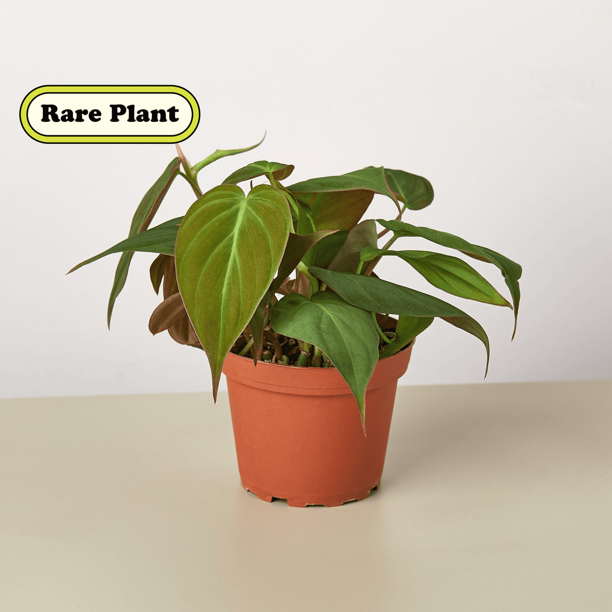 Philodendron 'Velvet' - Garden Gets