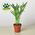 Areca Palm - Garden Gets