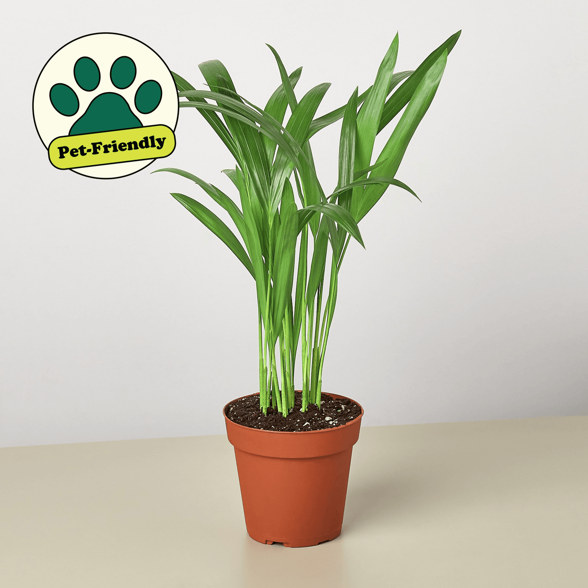 Areca Palm - Garden Gets