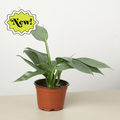 Philodendron 'Silver Sword' - Garden Gets