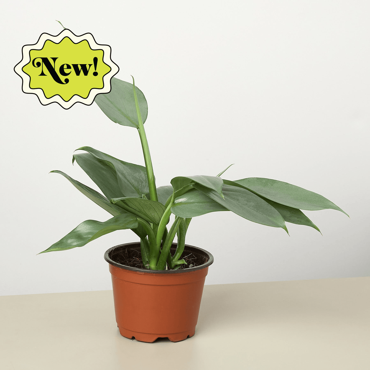 Philodendron 'Silver Sword' - Garden Gets