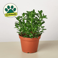 Nematanthus Candy Corn Plant 'Brazilian Firecracker' - Garden Gets